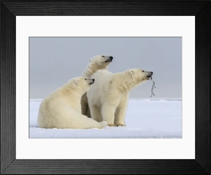 Framed Print : Picture No. 10901703 Framed Print : Picture No. 10901703
