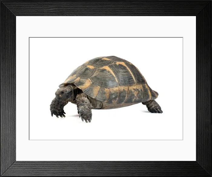 Framed Print : Picture No. 10901752 Framed Print : Picture No. 10901752