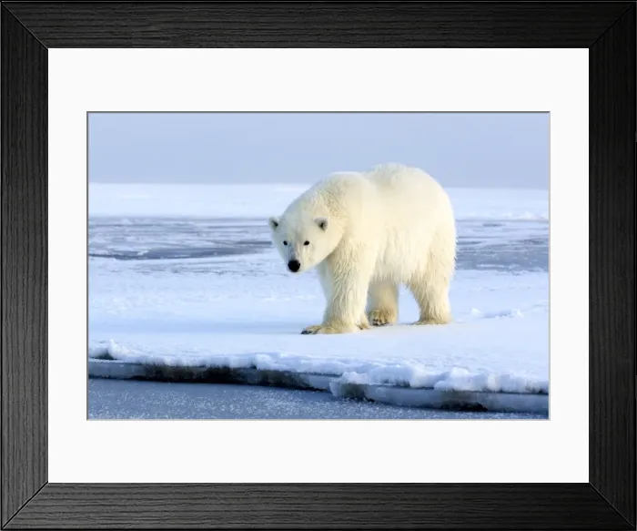 Framed Print : Picture No. 10901713 Framed Print : Picture No. 10901713