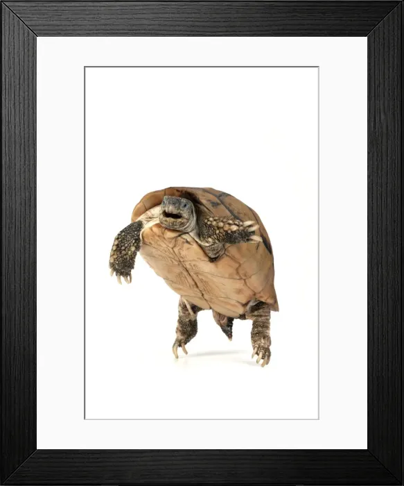 Framed Print : Picture No. 10901756