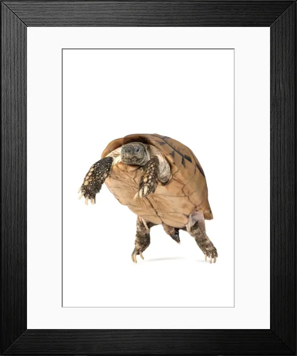 Framed Print : Picture No. 10901755 Framed Print : Picture No. 10901755