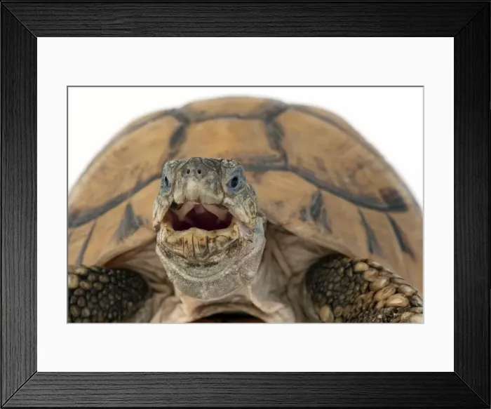 Framed Print : Picture No. 10901757 Framed Print : Picture No. 10901757
