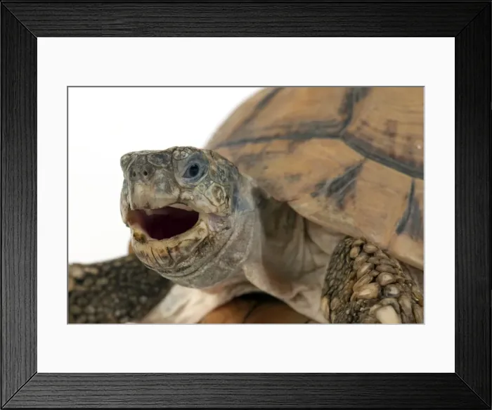 Framed Print : Picture No. 10901759
