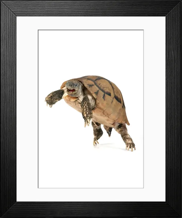 Framed Print : Picture No. 10901762