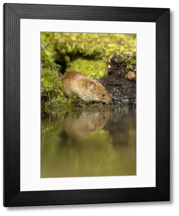 Framed Print : Picture No. 10901767 Framed Print : Picture No. 10901767