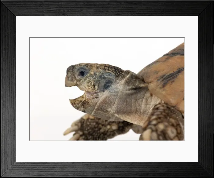 Framed Print : Picture No. 10901758 Framed Print : Picture No. 10901758