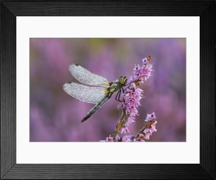 Framed Print : Picture No. 10901768 Framed Print : Picture No. 10901768