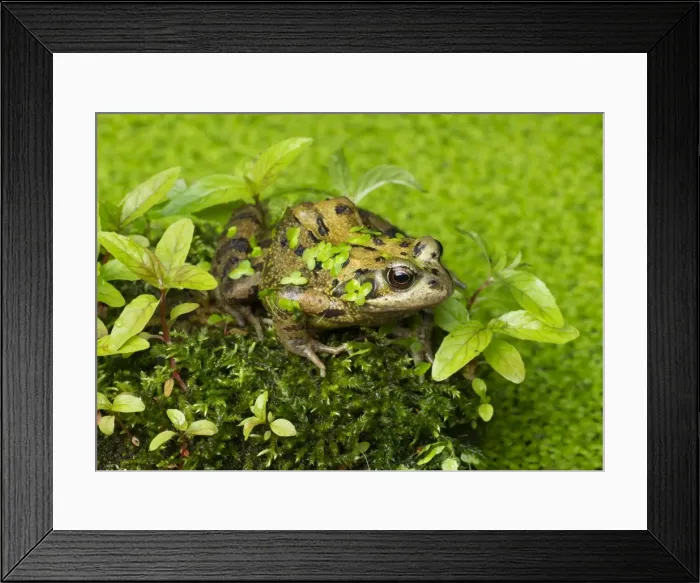Framed Print : Picture No. 10901770 Framed Print : Picture No. 10901770