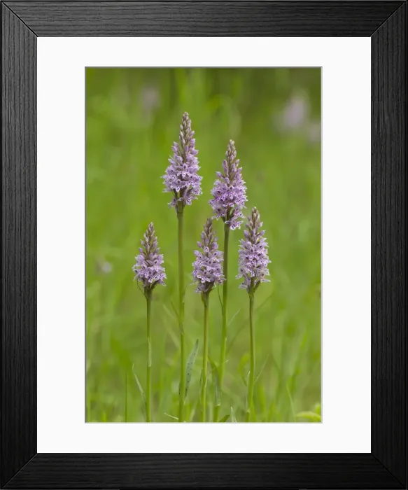 Framed Print : Picture No. 10901772 Framed Print : Picture No. 10901772