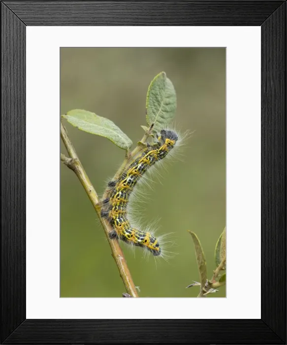 Framed Print : Picture No. 10901769 Framed Print : Picture No. 10901769