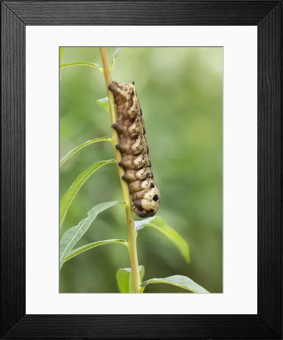 Framed Print : Picture No. 10901777 Framed Print : Picture No. 10901777