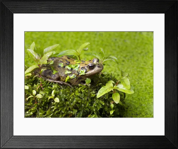 Framed Print : Picture No. 10901771 Framed Print : Picture No. 10901771