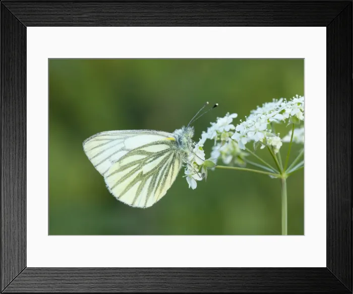 Framed Print : Picture No. 10901778 Framed Print : Picture No. 10901778