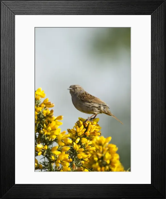 Framed Print : Picture No. 10901775 Framed Print : Picture No. 10901775