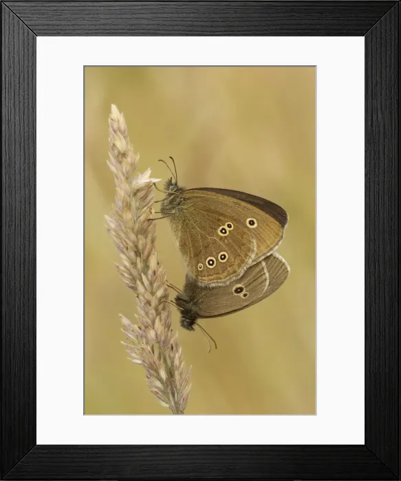 Framed Print : Picture No. 10901783 Framed Print : Picture No. 10901783