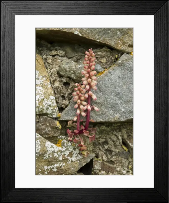Framed Print : Picture No. 10901785 Framed Print : Picture No. 10901785