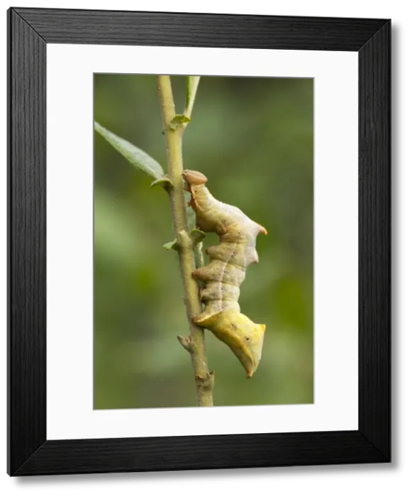 Framed Print : Picture No. 10901782 Framed Print : Picture No. 10901782