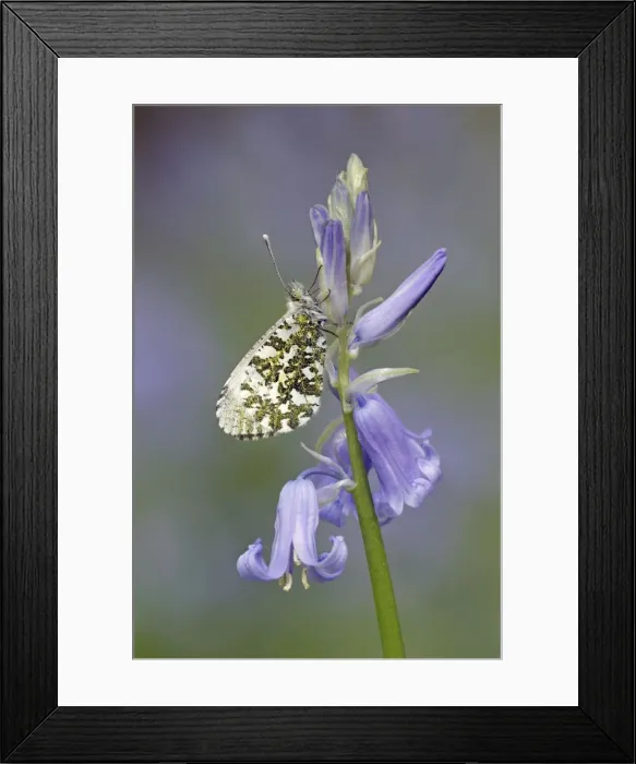 Framed Print : Picture No. 10901788 Framed Print : Picture No. 10901788