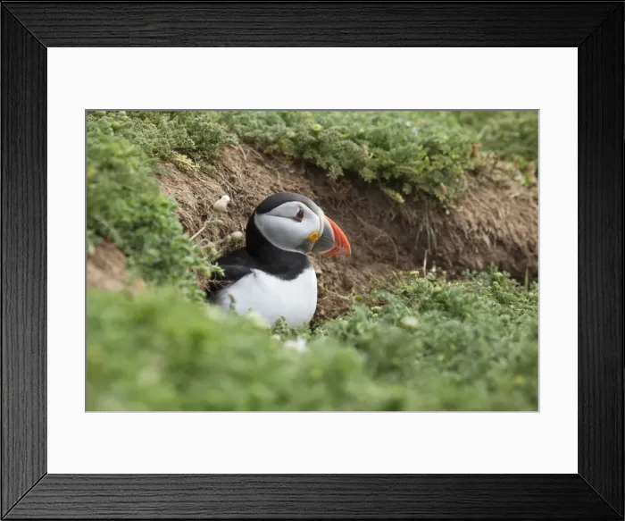 Framed Print : Picture No. 10901789 Framed Print : Picture No. 10901789