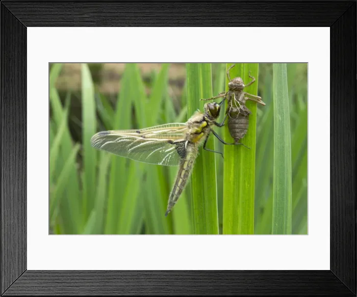 Framed Print : Picture No. 10901786 Framed Print : Picture No. 10901786