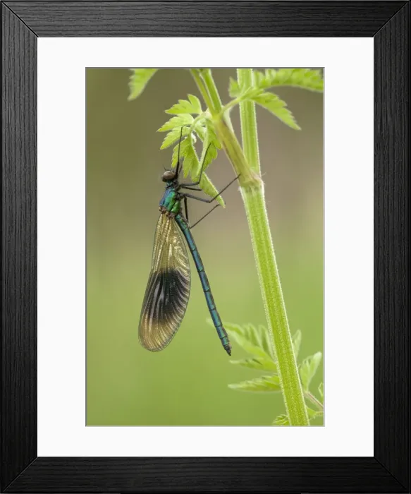 Framed Print : Picture No. 10901787 Framed Print : Picture No. 10901787