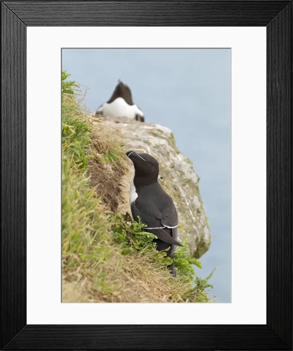 Framed Print : Picture No. 10901791 Framed Print : Picture No. 10901791