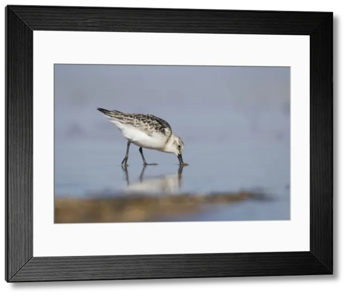 Framed Print : Picture No. 10901794 Framed Print : Picture No. 10901794