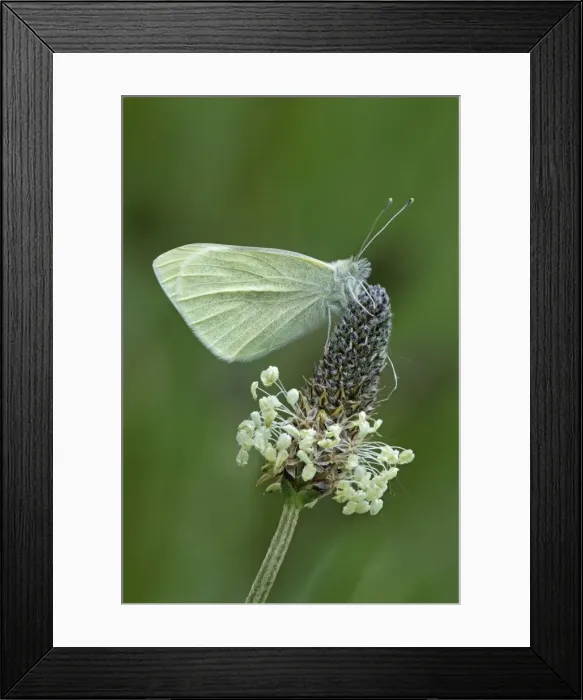 Framed Print : Picture No. 10901797 Framed Print : Picture No. 10901797