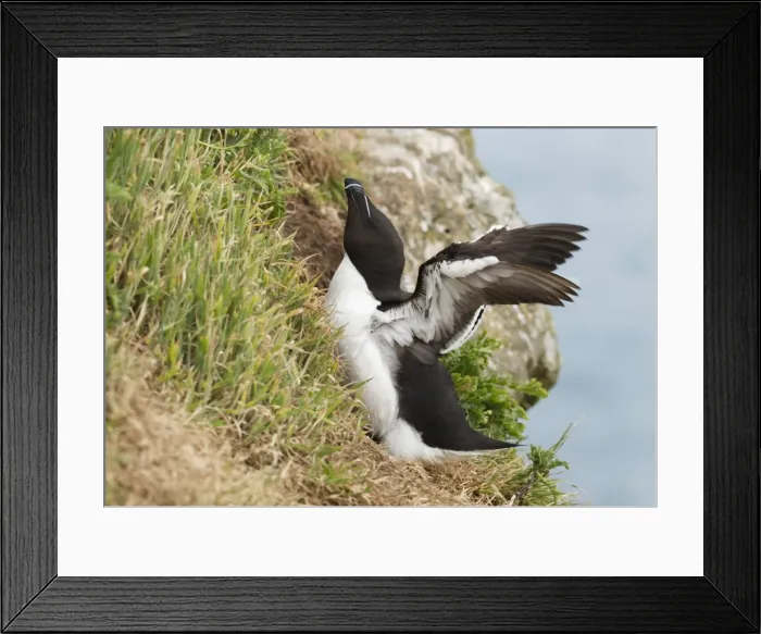 Framed Print : Picture No. 10901792 Framed Print : Picture No. 10901792