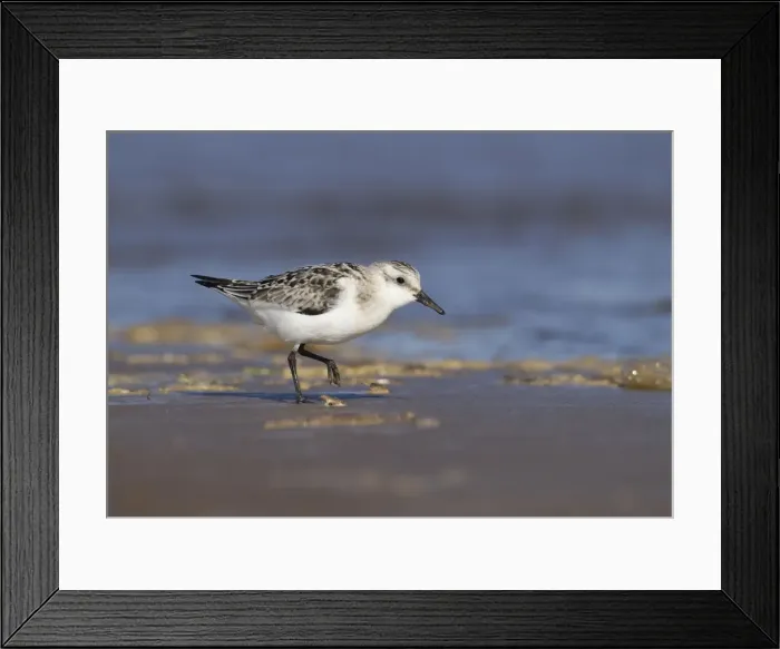 Framed Print : Picture No. 10901795 Framed Print : Picture No. 10901795