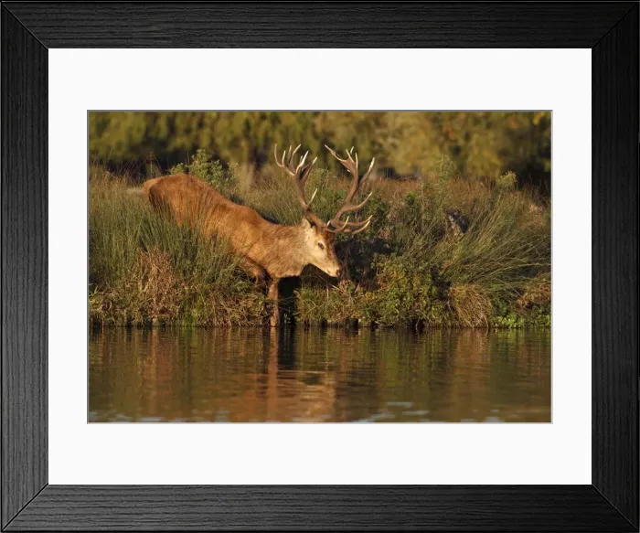 Framed Print : Picture No. 10901793 Framed Print : Picture No. 10901793
