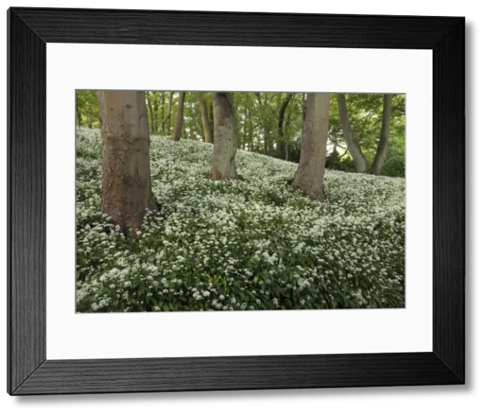 Framed Print : Picture No. 10901803 Framed Print : Picture No. 10901803