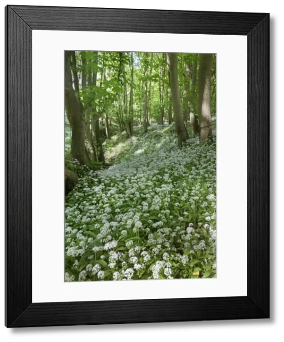 Framed Print : Picture No. 10901804 Framed Print : Picture No. 10901804
