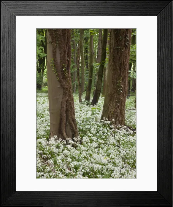 Framed Print : Picture No. 10901802 Framed Print : Picture No. 10901802