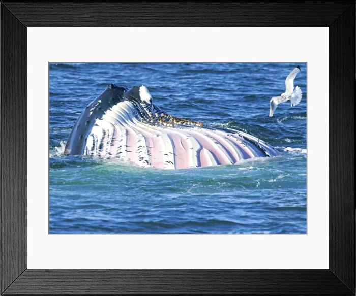Framed Print : Picture No. 10901812 Framed Print : Picture No. 10901812