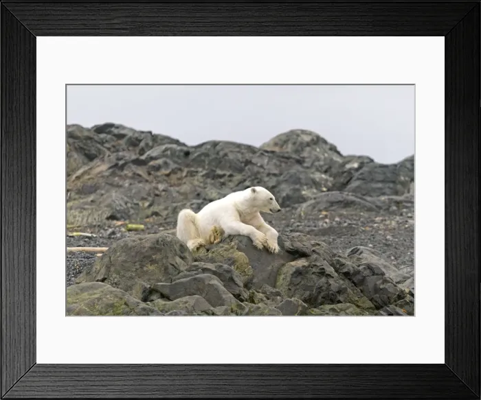 Framed Print : Picture No. 10901810 Framed Print : Picture No. 10901810