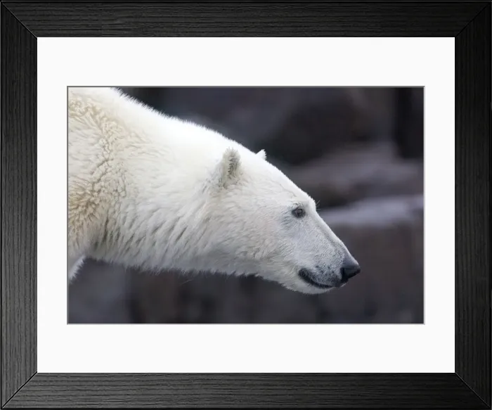 Framed Print : Picture No. 10901815 Framed Print : Picture No. 10901815