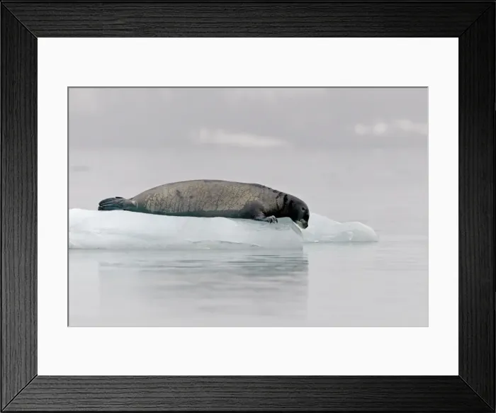 Framed Print : Picture No. 10901818
