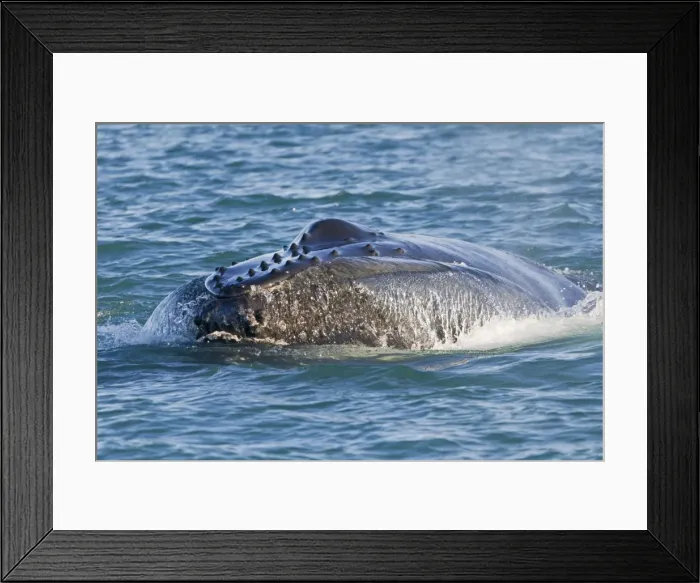 Framed Print : Picture No. 10901813 Framed Print : Picture No. 10901813