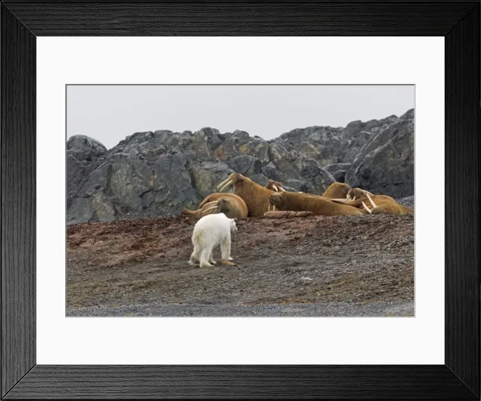 Framed Print : Picture No. 10901811 Framed Print : Picture No. 10901811