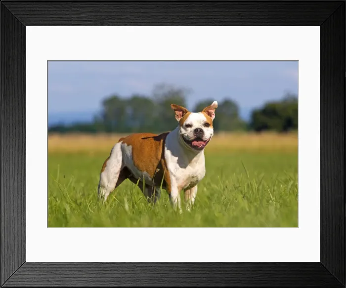 Framed Print : Picture No. 10901830 Framed Print : Picture No. 10901830