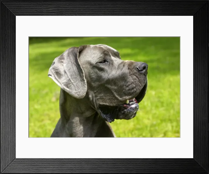 Framed Print : Picture No. 10901832 Framed Print : Picture No. 10901832