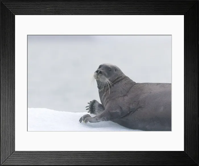 Framed Print : Picture No. 10901838 Framed Print : Picture No. 10901838