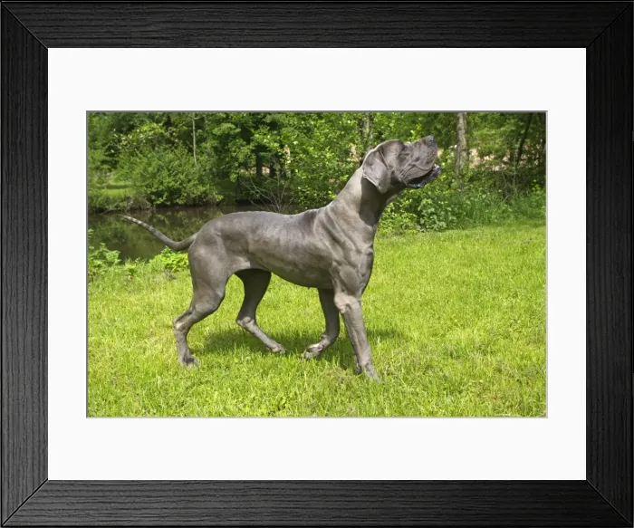 Framed Print : Picture No. 10901831 Framed Print : Picture No. 10901831