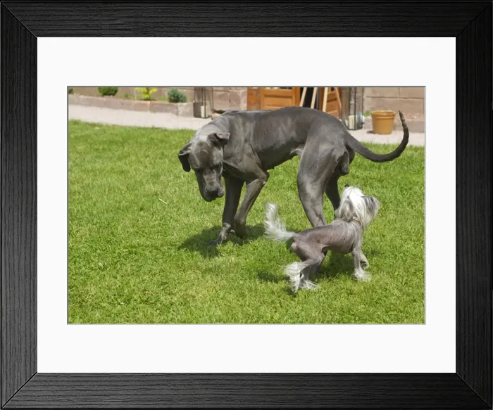 Framed Print : Picture No. 10901833 Framed Print : Picture No. 10901833