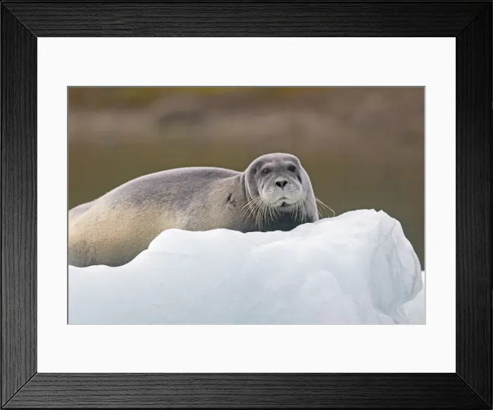 Framed Print : Picture No. 10901839 Framed Print : Picture No. 10901839