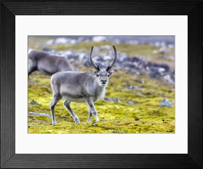 Framed Print : Picture No. 10901842 Framed Print : Picture No. 10901842
