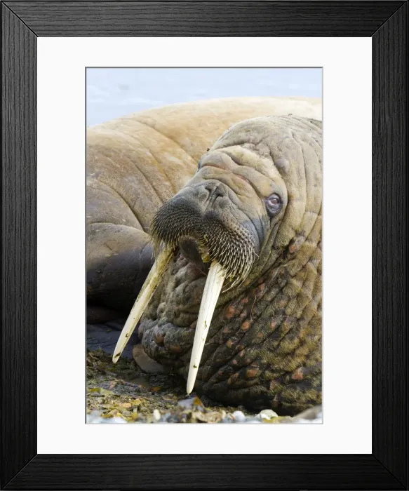 Framed Print : Picture No. 10901854 Framed Print : Picture No. 10901854
