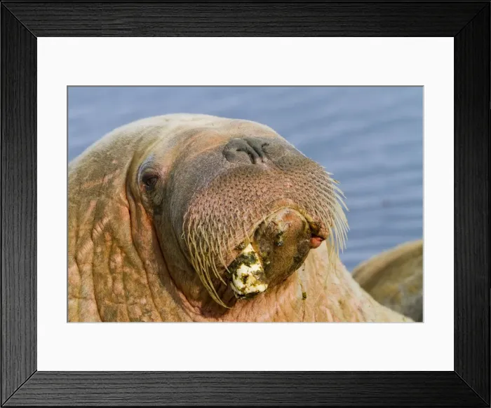 Framed Print : Picture No. 10901857 Framed Print : Picture No. 10901857