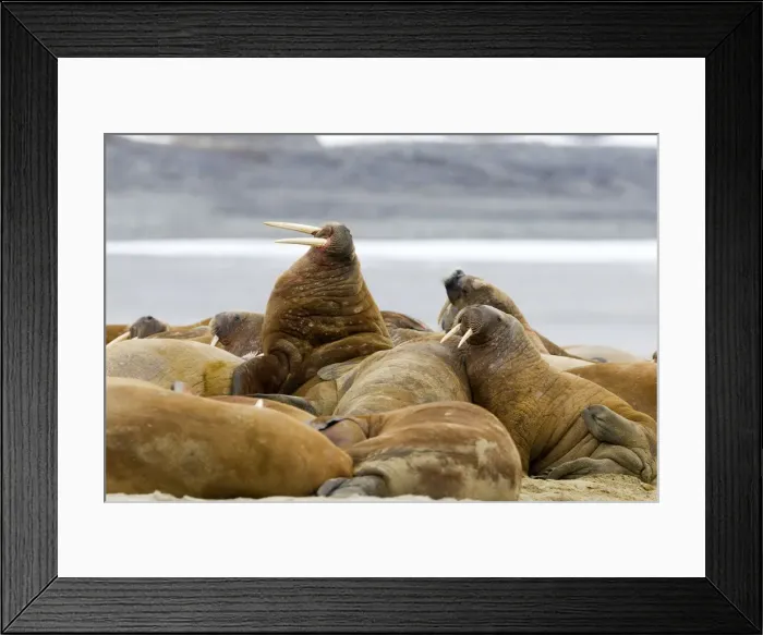 Framed Print : Picture No. 10901861 Framed Print : Picture No. 10901861